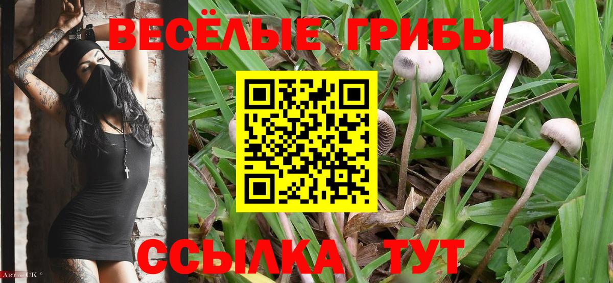 Псилоцибиновые грибы GOLDEN TEACHER  Вход с VPN  Коркино  Псилоцибиновые грибы MAGIC MUSHROOMS 